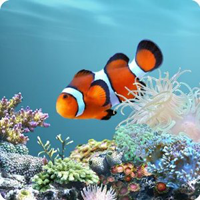 aniPet-Marine-Aquarium-Live-Wallpaper