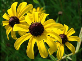 Black-Eyed-Susan-Seed-Packet